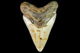 Fossil Megalodon Tooth - North Carolina #109853-1